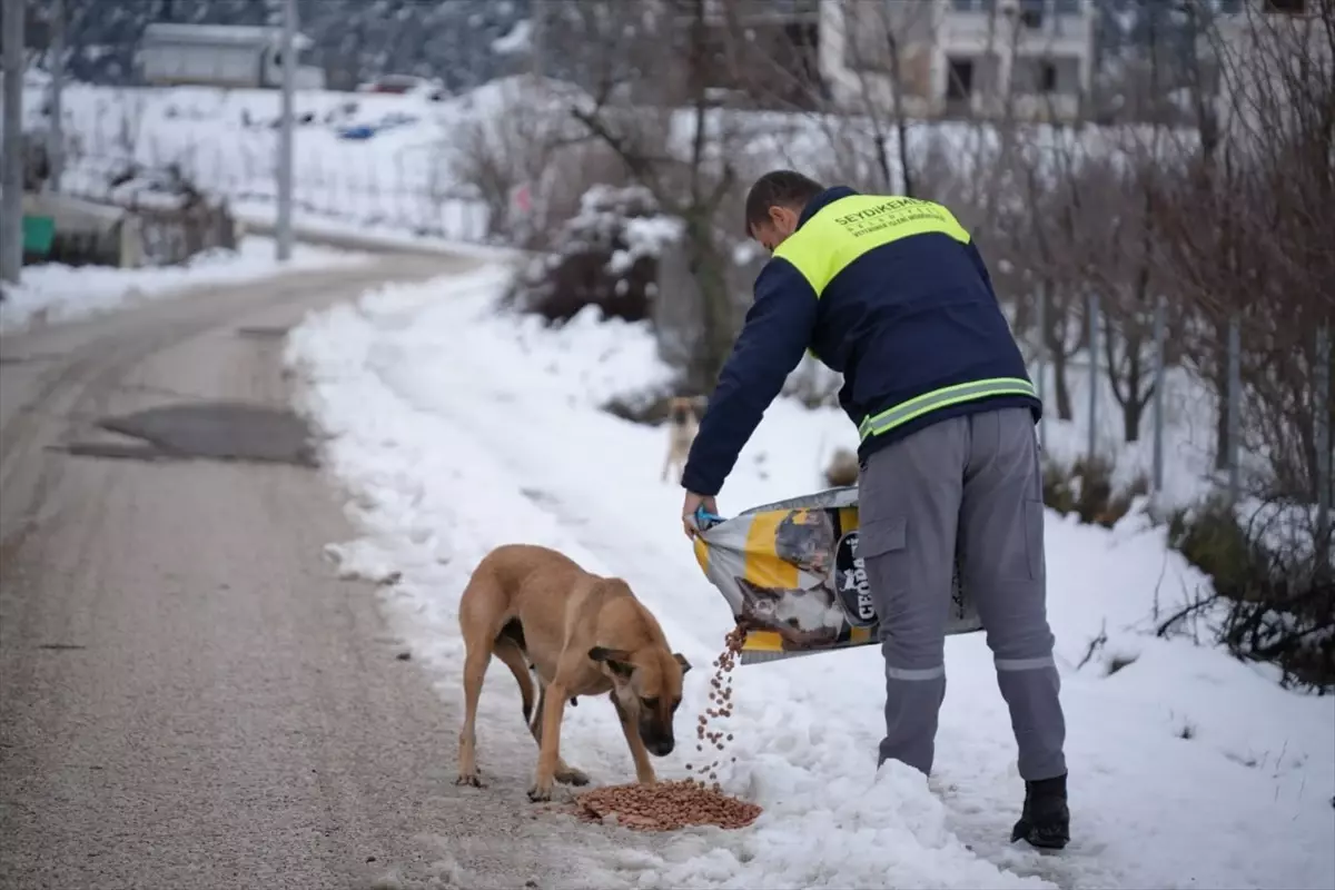 Seydikemer’de Sahipsiz Hayvanlara Mama Desteği